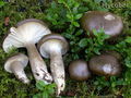 Hygrophorus camarophyllus